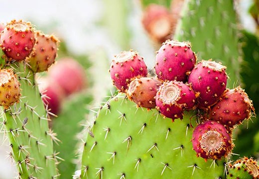 Le Figuier de Barbarie — Une tonne de figues pour un litre d'or