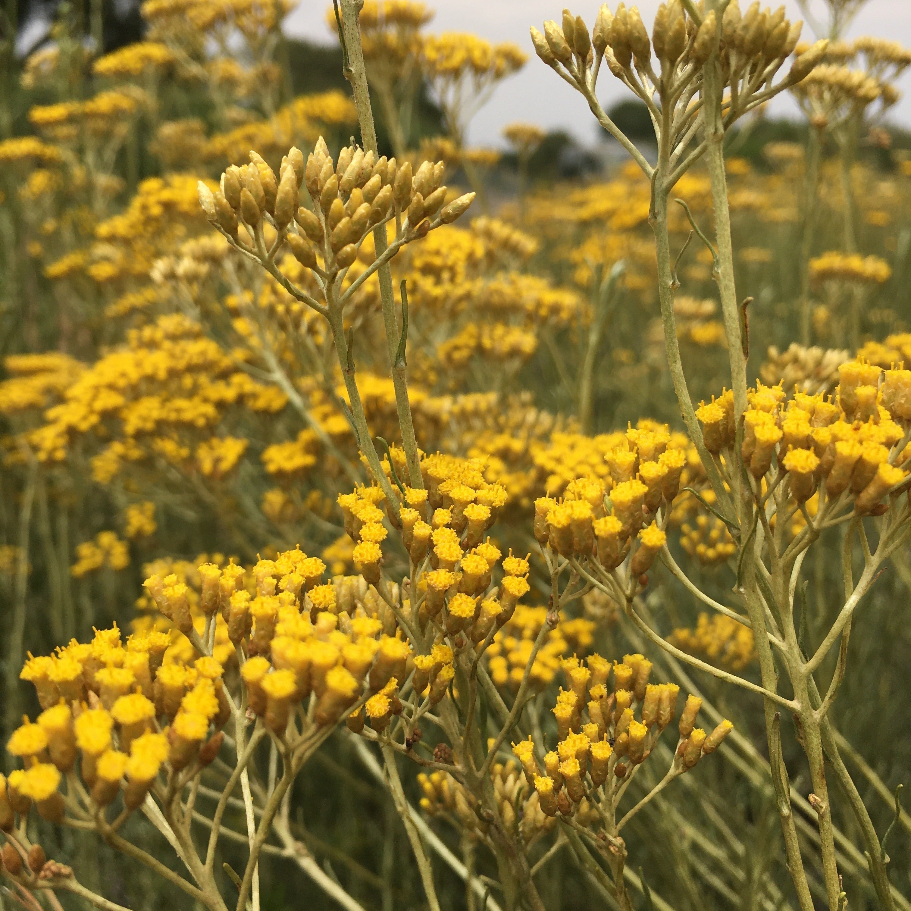 L'Immortelle — La reine des huiles essentielles
