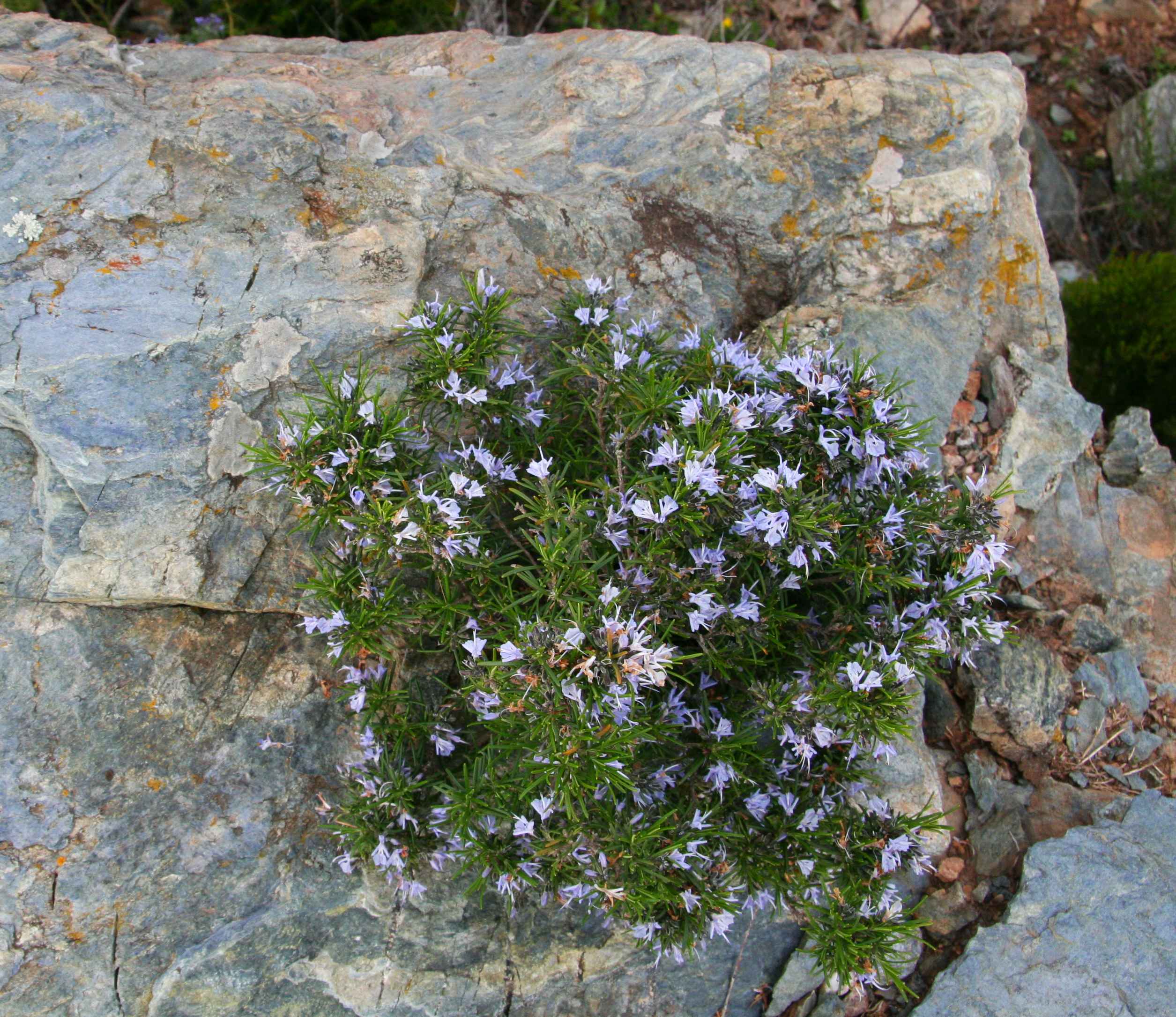 Le Romarin — La sentinelle aromatique du maquis corse