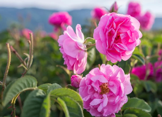 La Rose de Damas — 4 000 kg de pétales pour un litre d'or